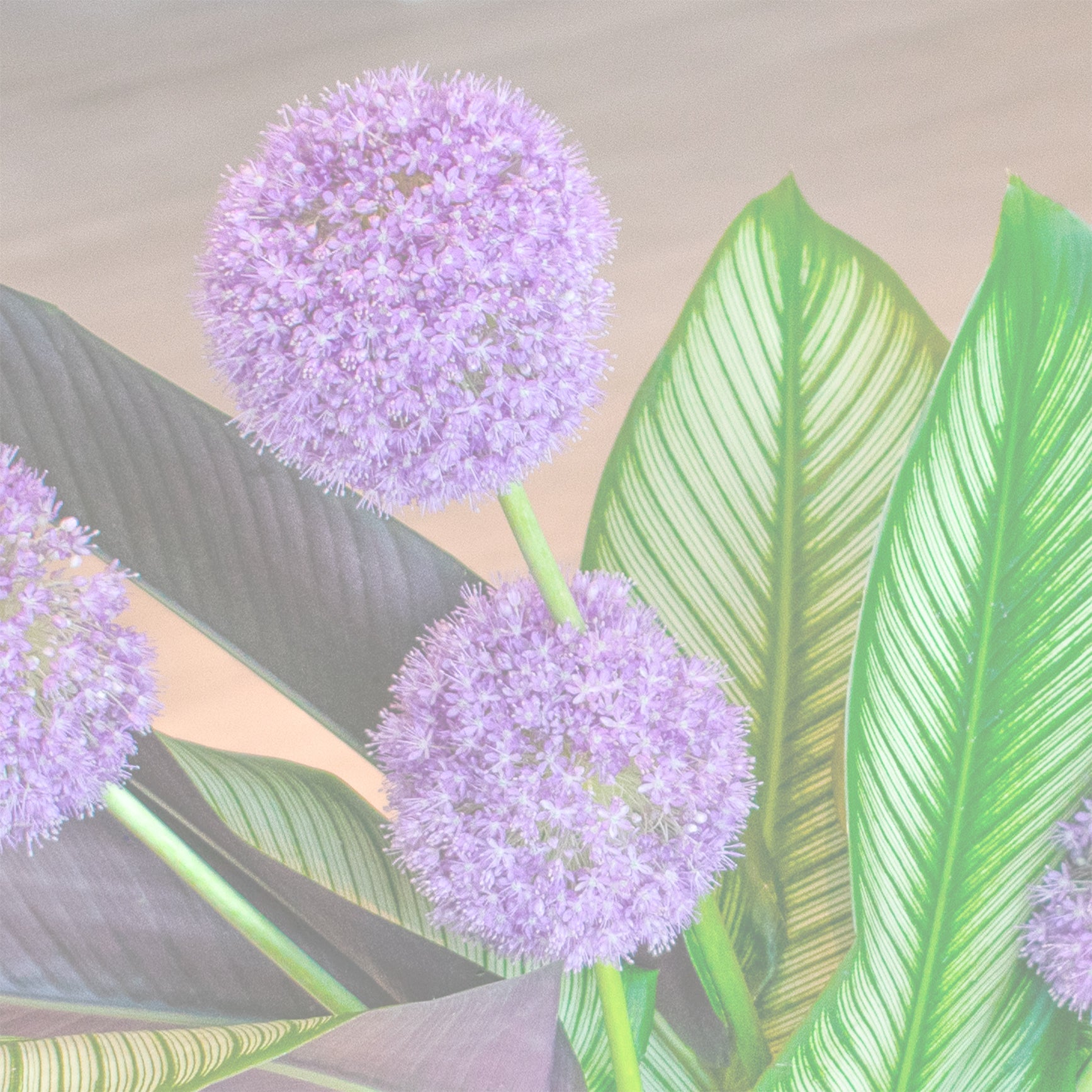 Shaping and Manipulating Leaves